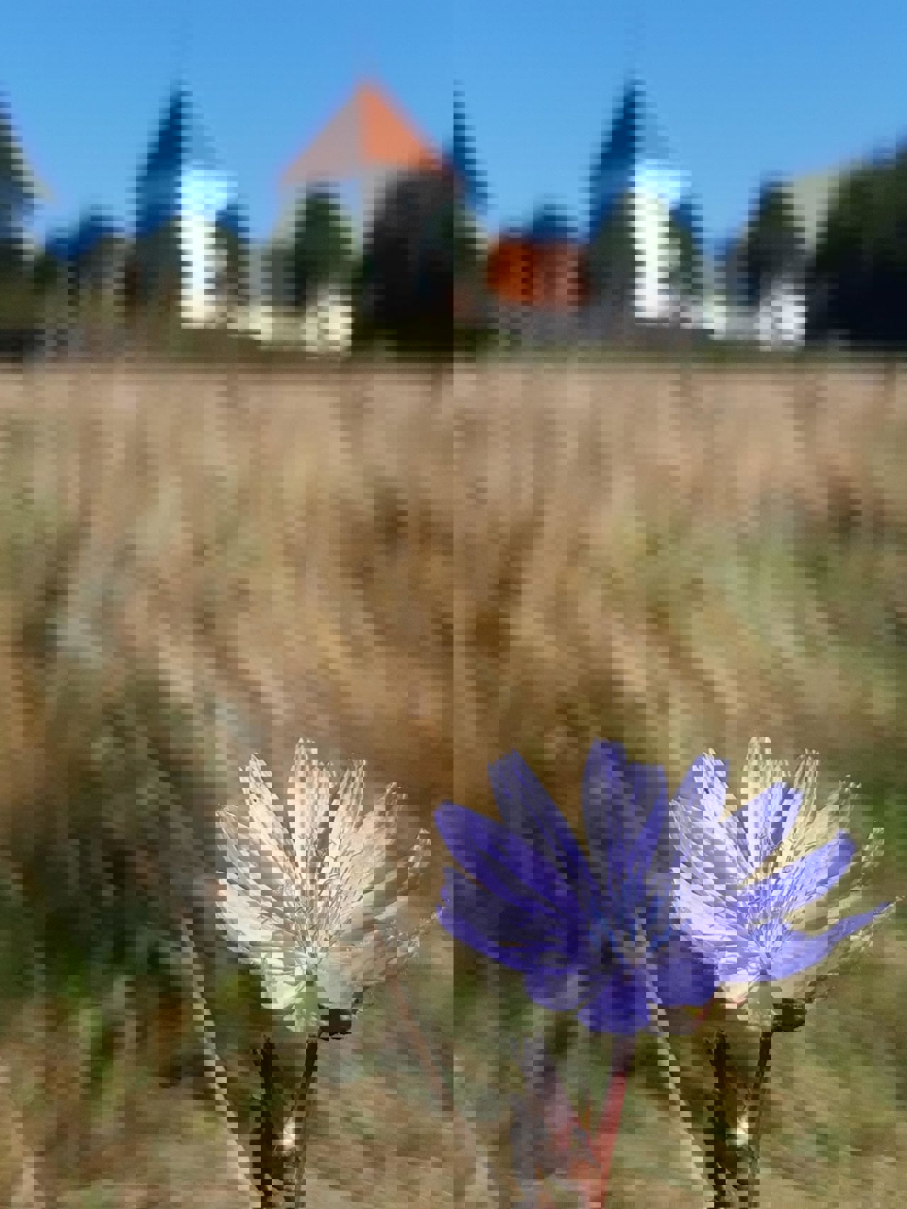 Cikorie foran Søndersø Kirke