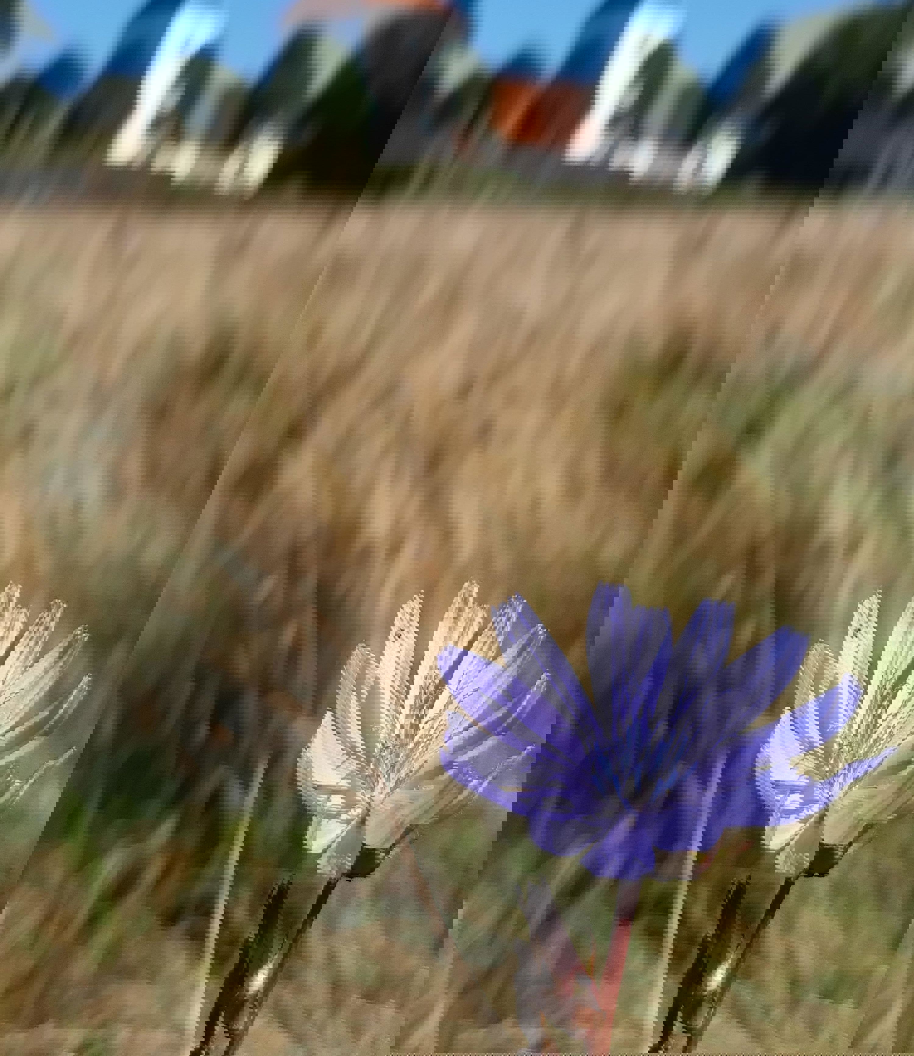 Cikorie foran Søndersø Kirke